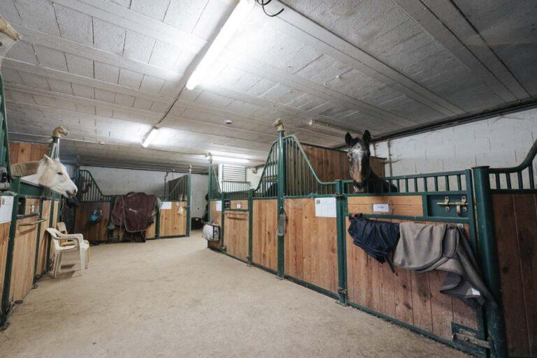 Des chevaux dans leurs écuries au centre équestre du Couzon