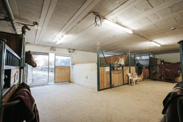 Des chevaux dans leurs écuries au centre équestre du Couzon