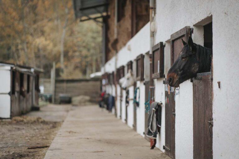 Des chevaux sortent la tête de leurs écuries au centre équestre du Couzon