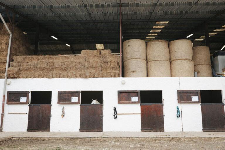 Des réserves de bottes de foin pour les chevaux sont stockées au centre équestre du Couzon, juste au-dessus des écuries