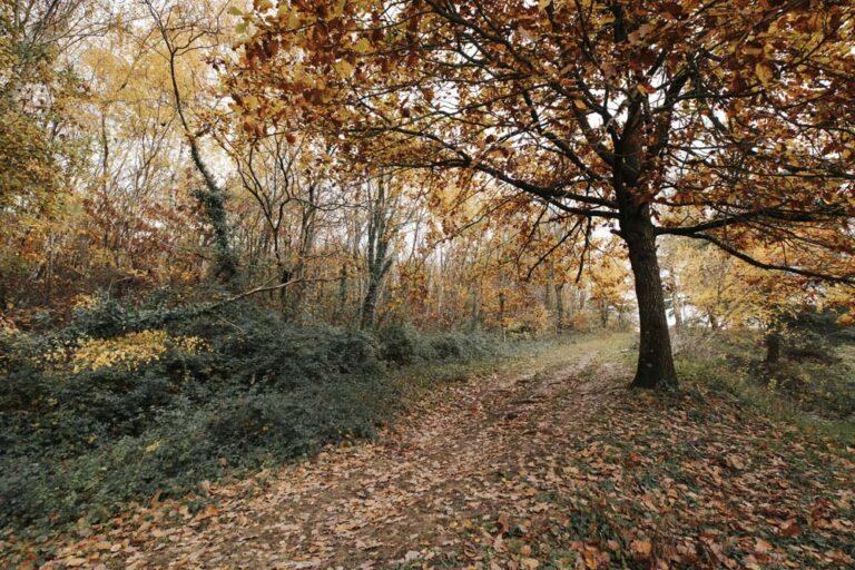 Décor automnal au milieu de la forêt au centre équestre du Couzon