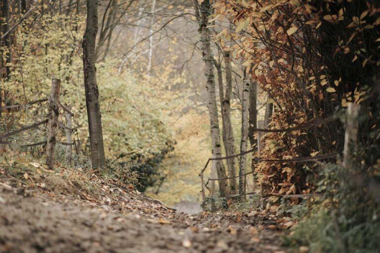 Décor automnal au milieu de la forêt au centre équestre du Couzon