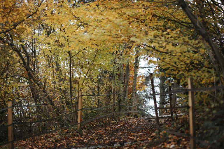 Décor automnal au milieu de la forêt au centre équestre du Couzon