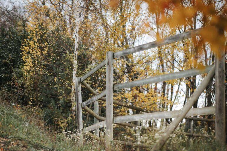 Rond de longe au milieu de la forêt en automne au centre équestre du Couzon