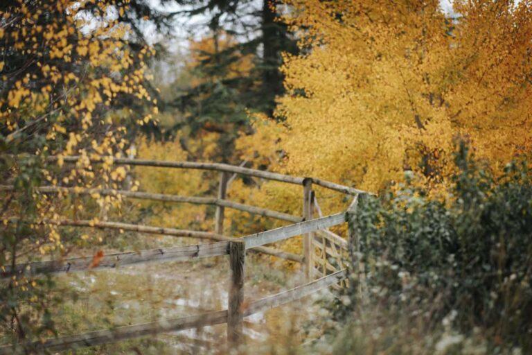 Rond de longe au milieu de la forêt en automne au centre équestre du Couzon