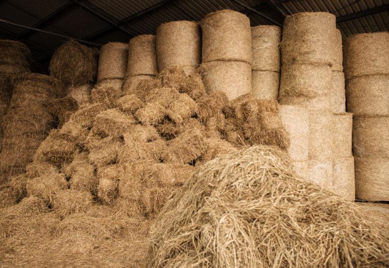 Des réserves de bottes de foin pour les chevaux sont stockées au centre équestre du Couzon