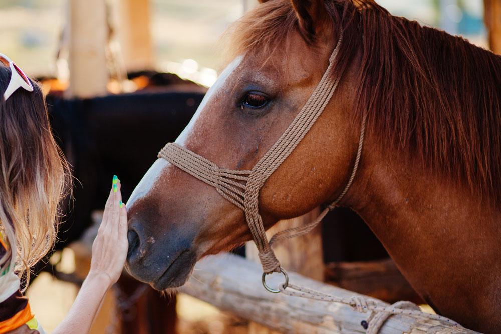 Une femme caresse un cheval au centre équestre du Couzon