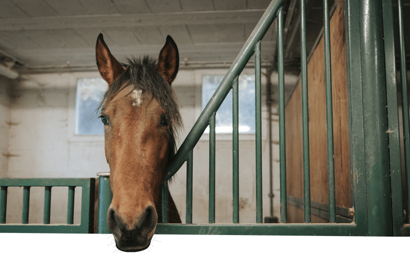 Un cheval sort la tête de son écurie dans le centre équestre du Couzon